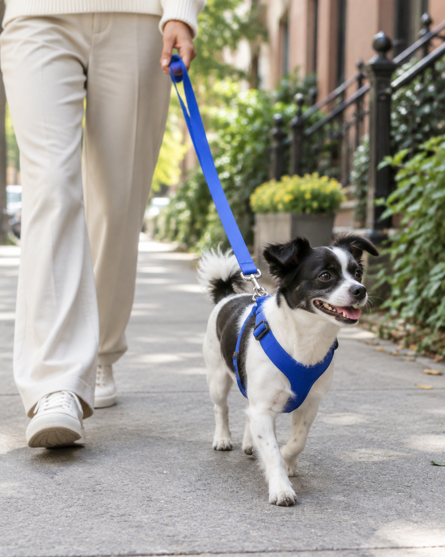 Dog walking outdoors in a cobalt harness