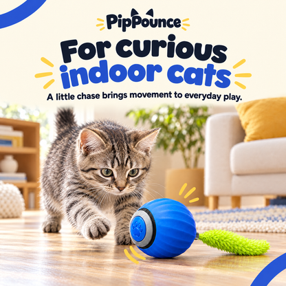 For curious indoor cats: a tabby cat chases the blue PipPounce Rolling Tail